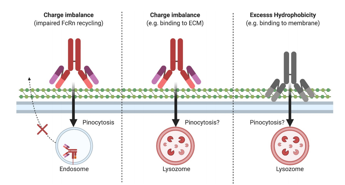 Developability considerations for bispecific and multispecific antibodies