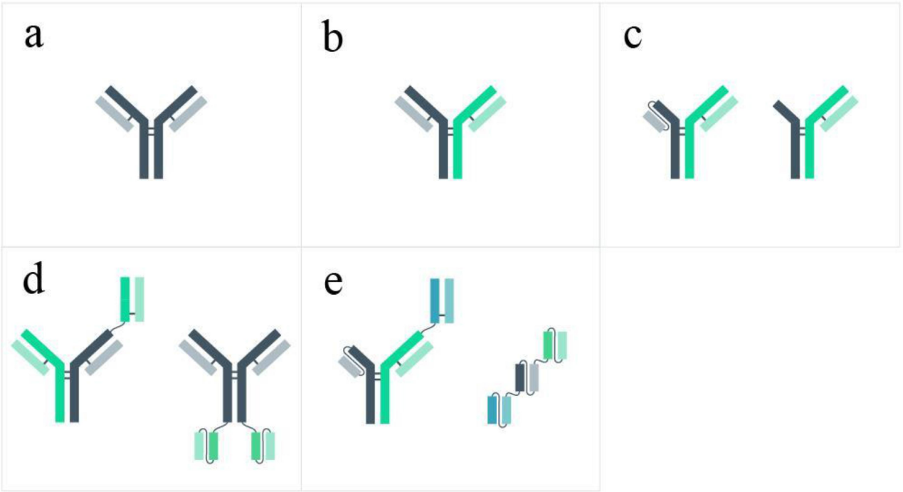 Developability considerations for bispecific and multispecific antibodies
