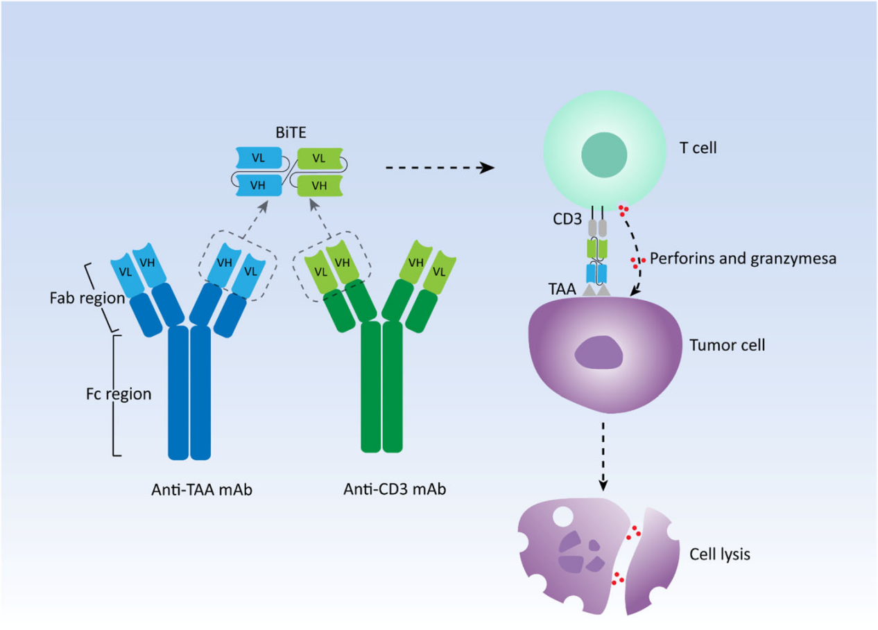 Developability considerations for bispecific and multispecific antibodies