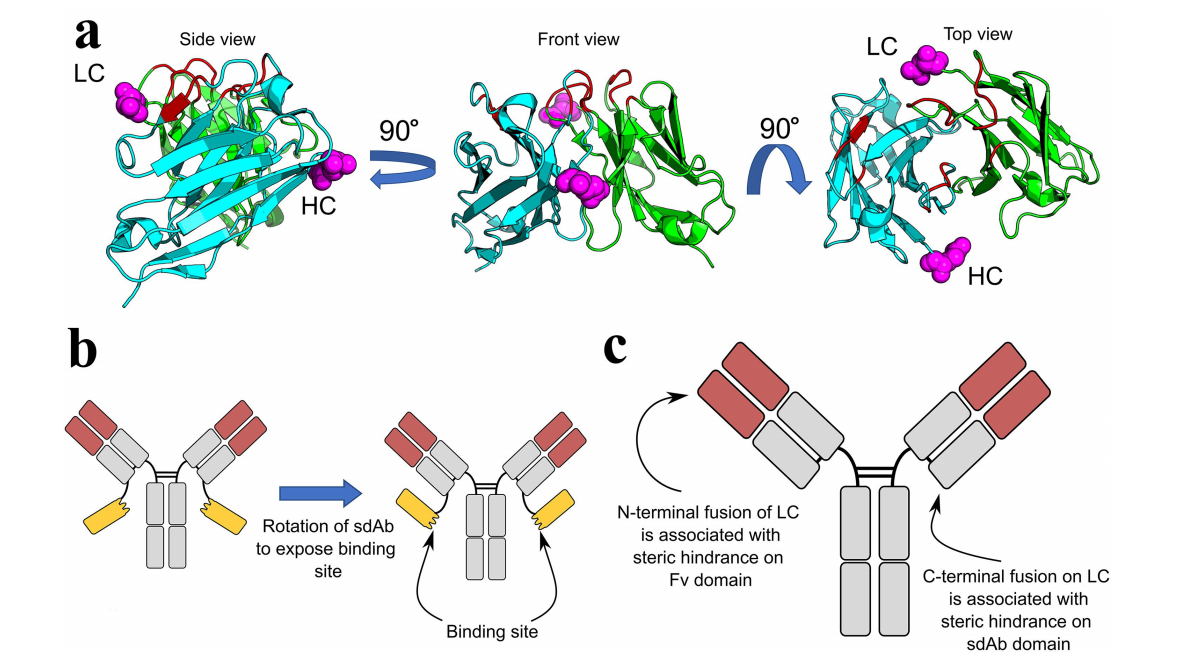 Developability considerations for bispecific and multispecific antibodies