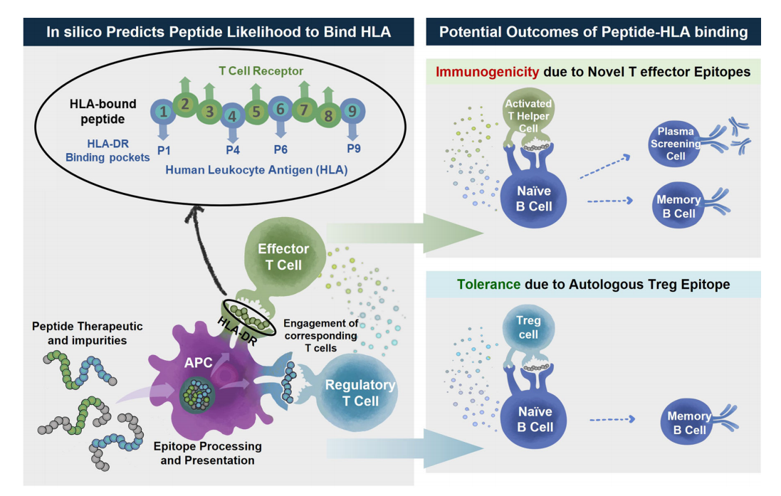 Developability considerations for bispecific and multispecific antibodies
