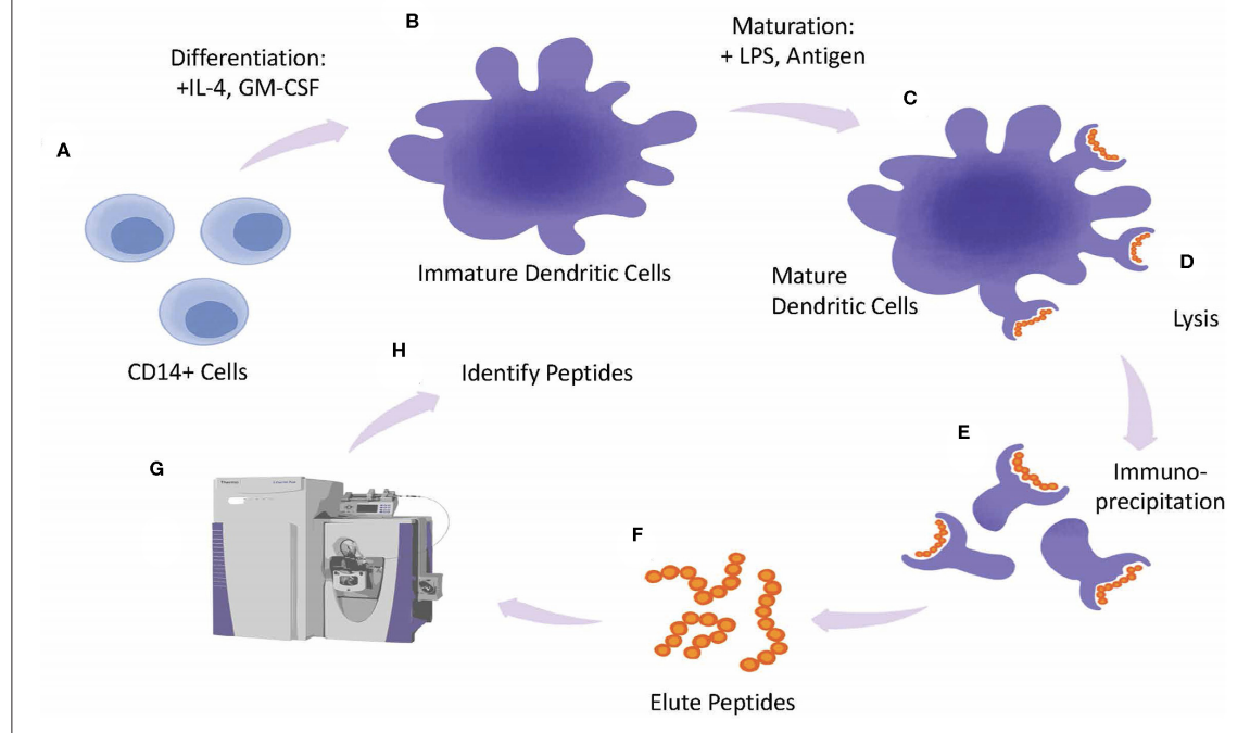 Developability considerations for bispecific and multispecific antibodies