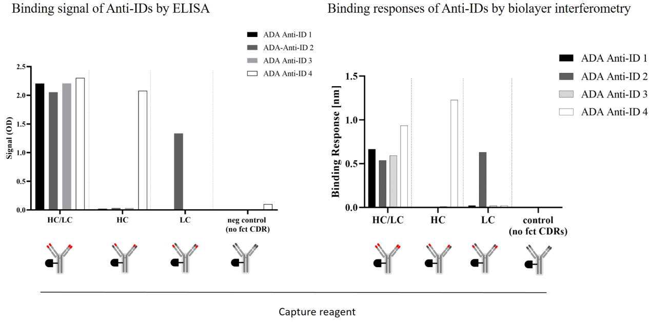 Development and characterization of a pharmacokinetics (PK) assay for T-cell involved bispecific antibody cibisatamab