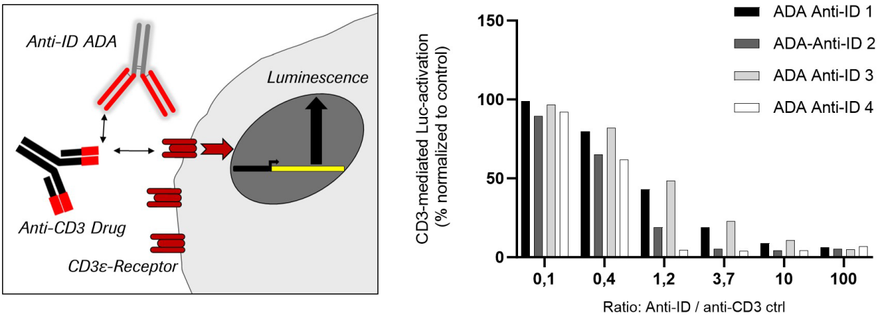 Development and characterization of a pharmacokinetics (PK) assay for T-cell involved bispecific antibody cibisatamab