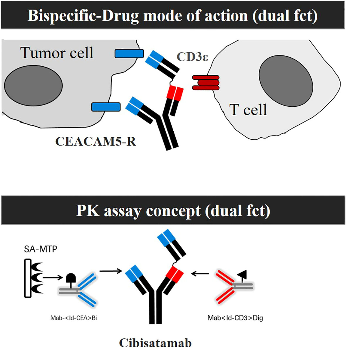 Development and characterization of a pharmacokinetics (PK) assay for T-cell involved bispecific antibody cibisatamab