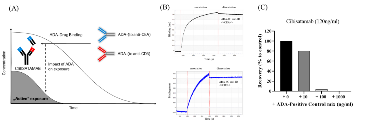Development and characterization of a pharmacokinetics (PK) assay for T-cell involved bispecific antibody cibisatamab