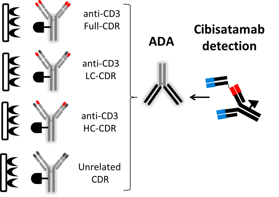 Development and characterization of a pharmacokinetics (PK) assay for T-cell involved bispecific antibody cibisatamab