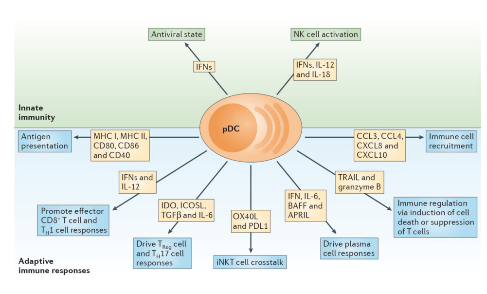 Development and preclinical characterization of AMG 329 a human antibody neutralizing FLT3 ligand