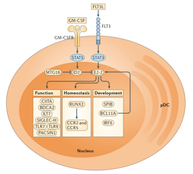 Development and preclinical characterization of AMG 329 a human antibody neutralizing FLT3 ligand