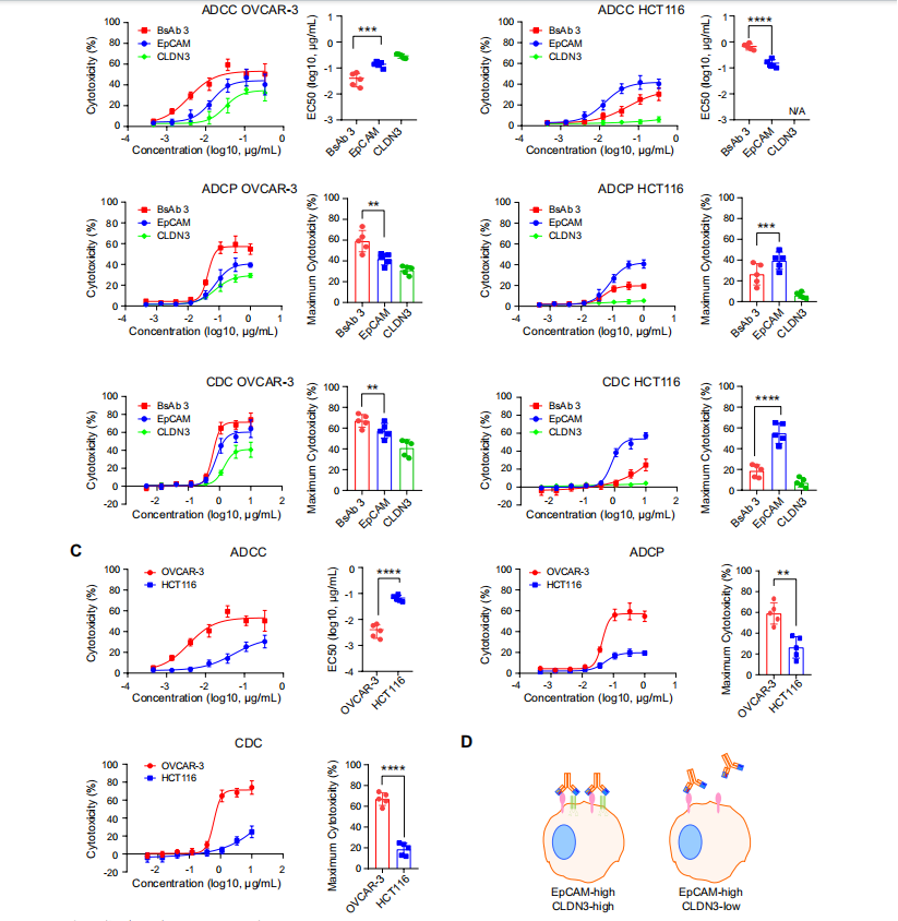 Development of bispecific antibody-drug conjugates targeting EpCAM and CLDN3