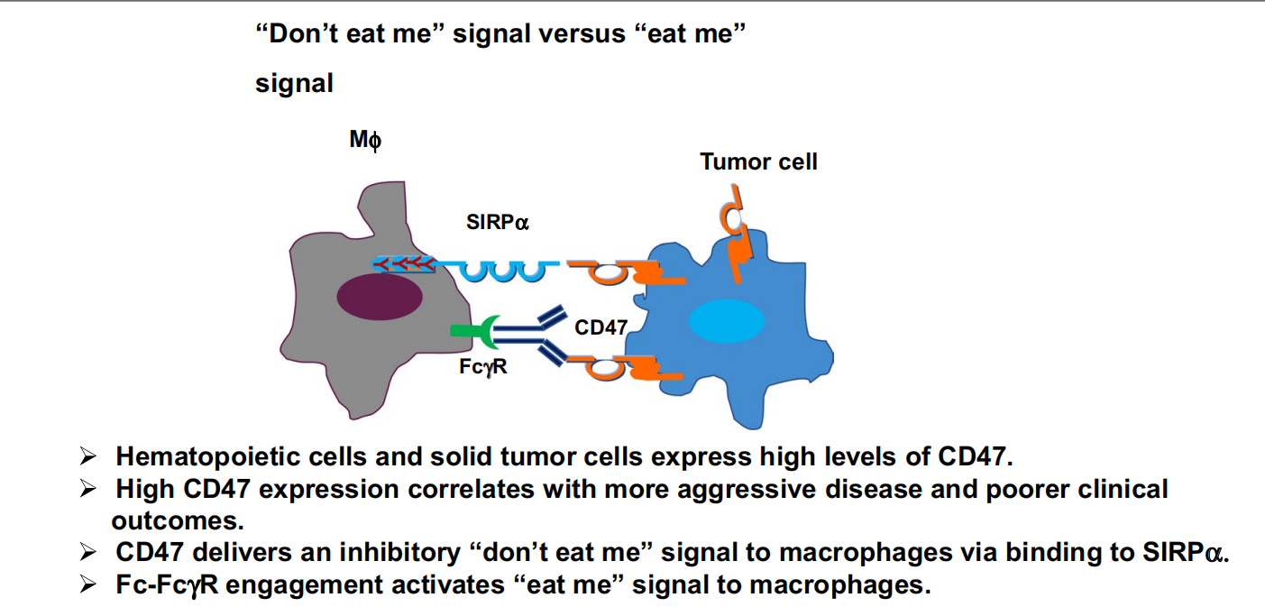 Don't eat my signaling protein CD47