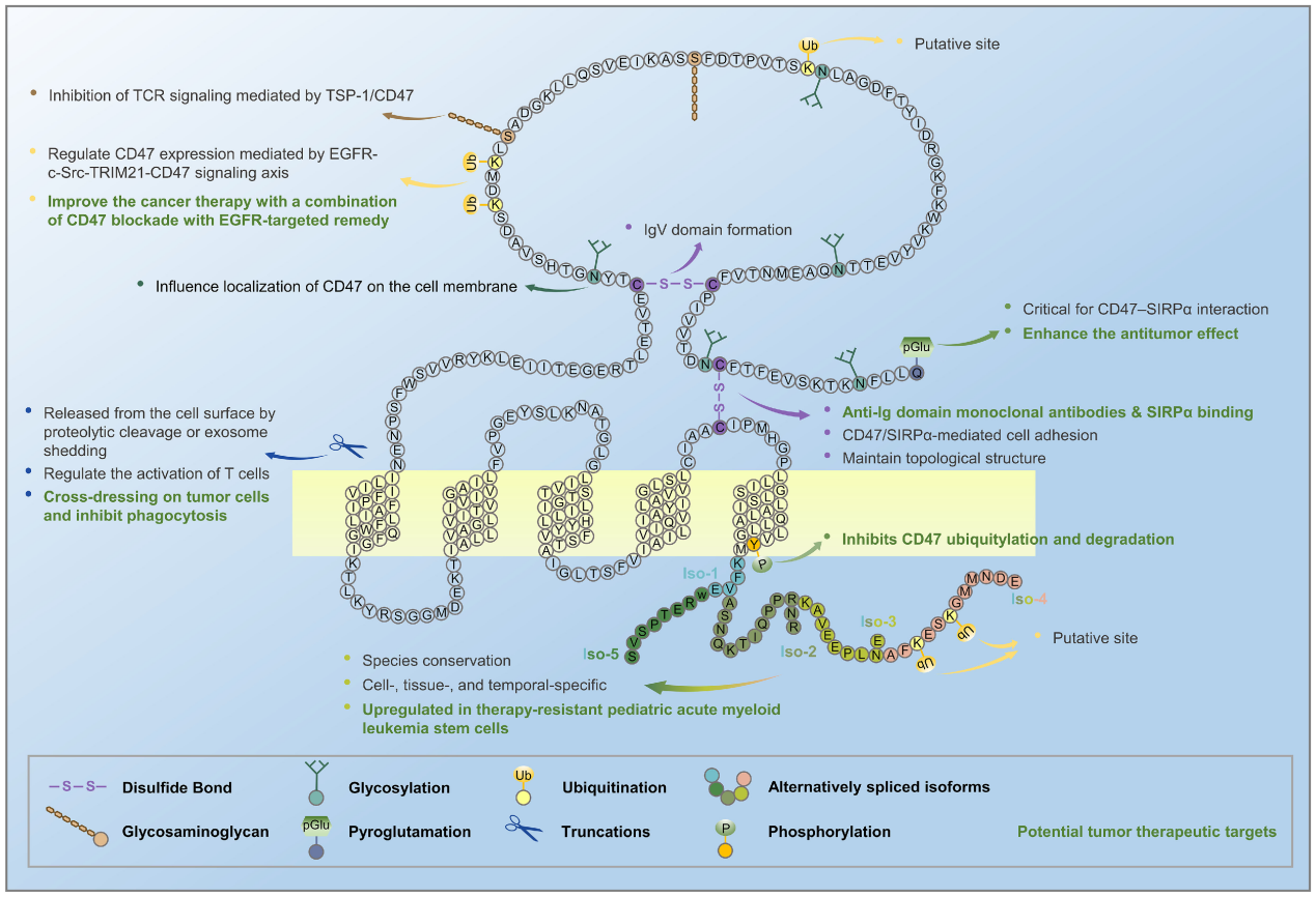 Don't eat my signaling protein CD47