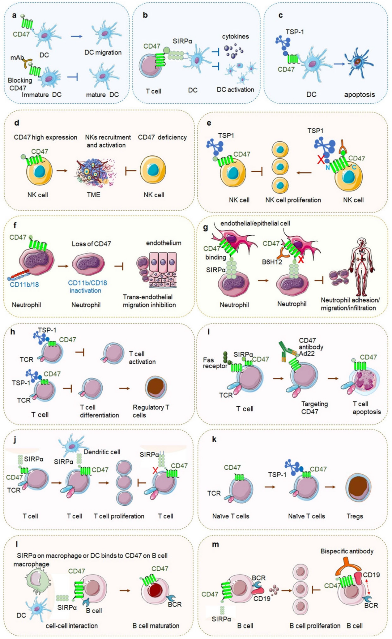 Don't eat my signaling protein CD47