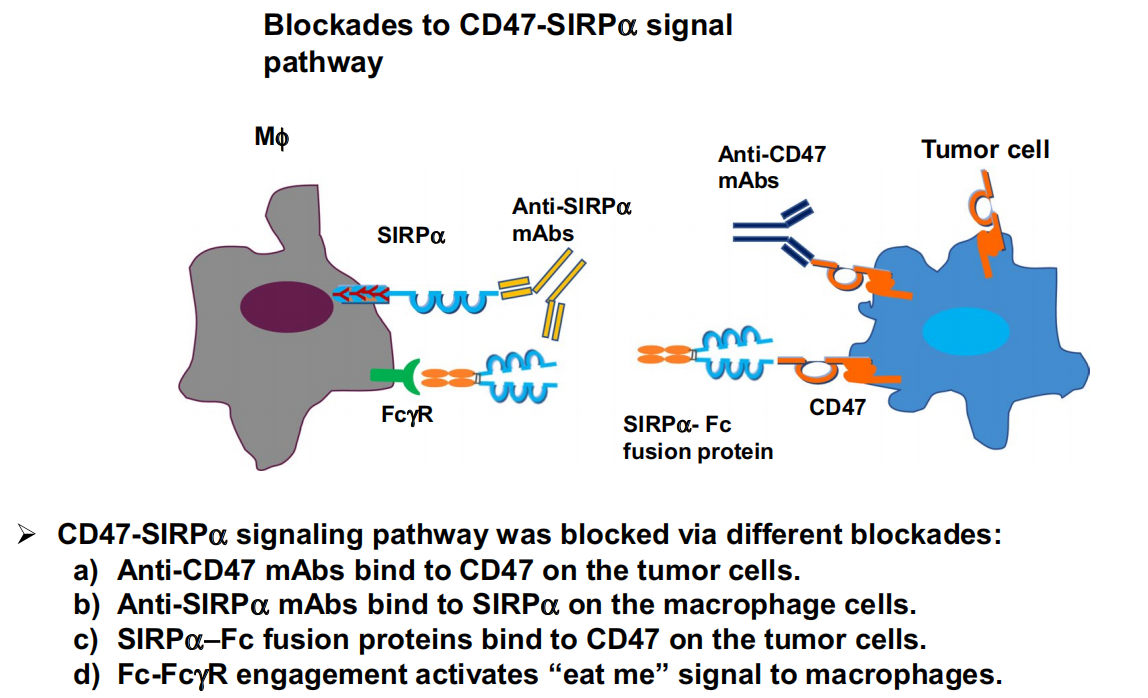 Don't eat my signaling protein CD47