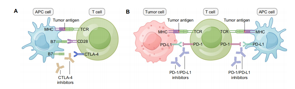 Dual blockade immunotherapy targeting PD-1/PD-L1 and CTLA-4 in lung cancer