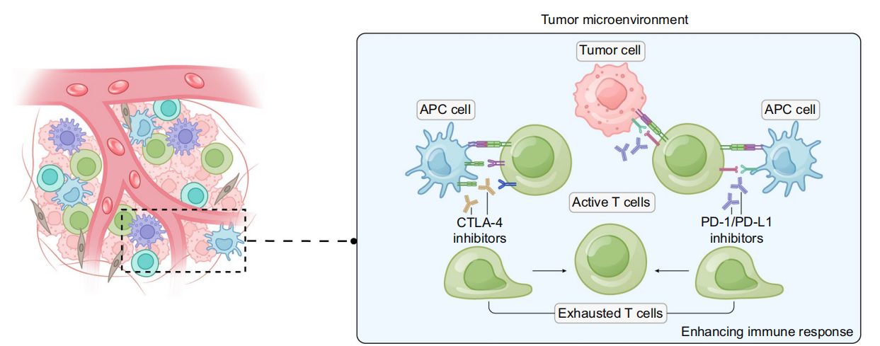 Dual blockade immunotherapy targeting PD-1/PD-L1 and CTLA-4 in lung cancer