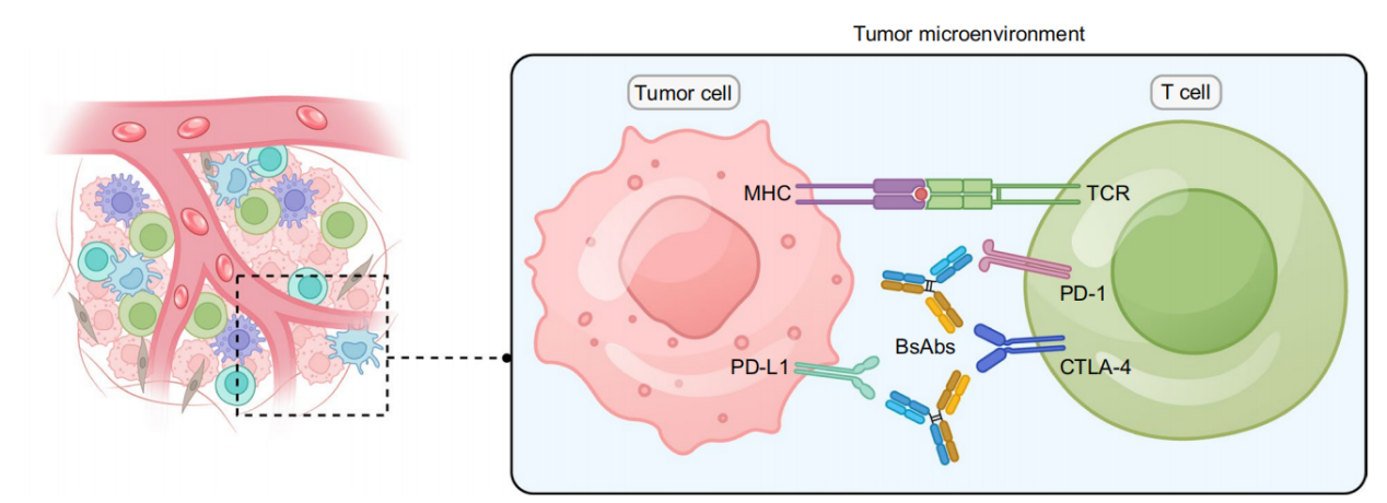 Dual blockade immunotherapy targeting PD-1/PD-L1 and CTLA-4 in lung cancer