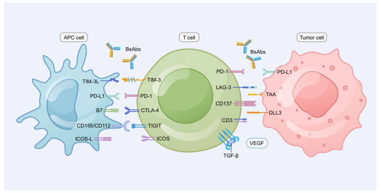 Dual blockade immunotherapy targeting PD-1/PD-L1 and CTLA-4 in lung cancer