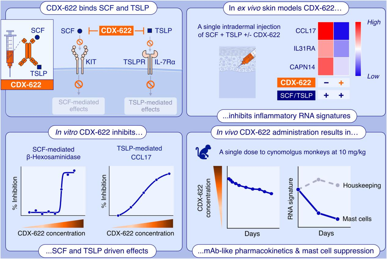 Dual inhibition of a novel bispecific antibody CDX-622