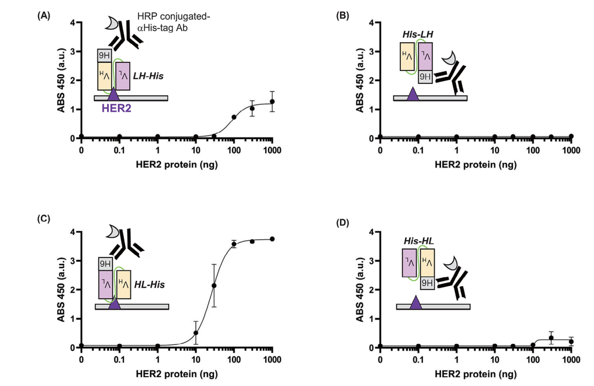 Efficient generation of recombinant anti-HER2 scFv with high yield and purity
