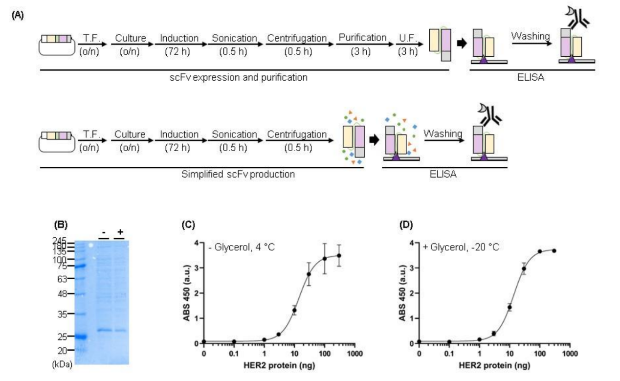Efficient generation of recombinant anti-HER2 scFv with high yield and purity