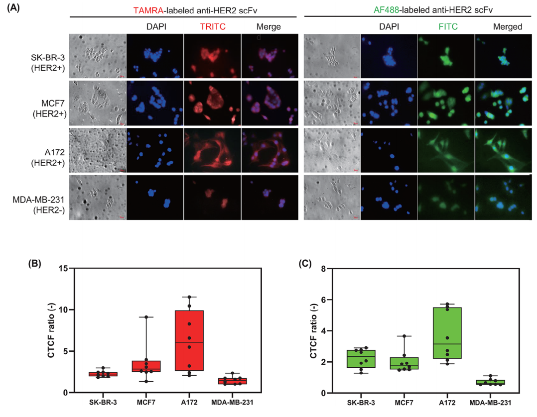 Efficient generation of recombinant anti-HER2 scFv with high yield and purity