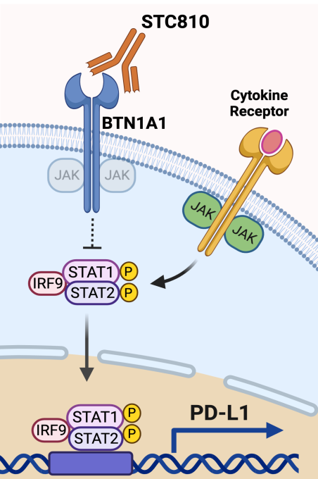 Emerging immune regulatory target BTN1A1