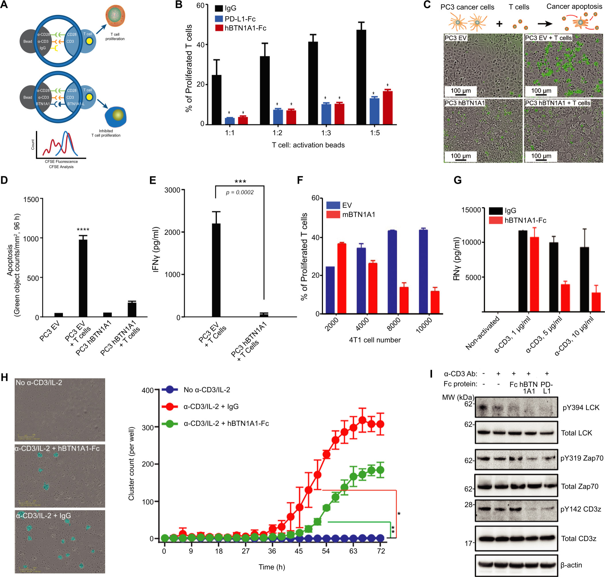 Emerging immune regulatory target BTN1A1