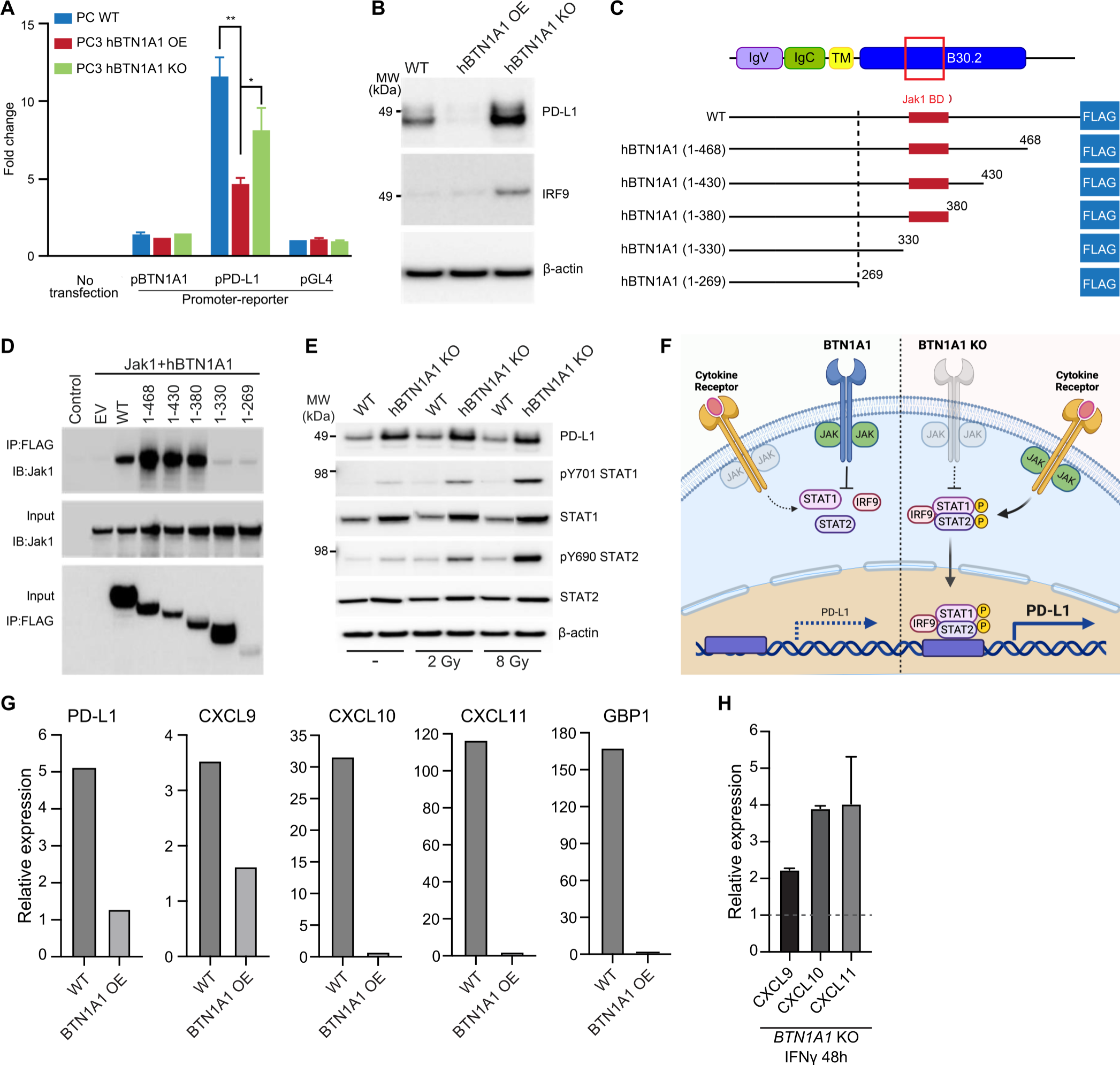 Emerging immune regulatory target BTN1A1