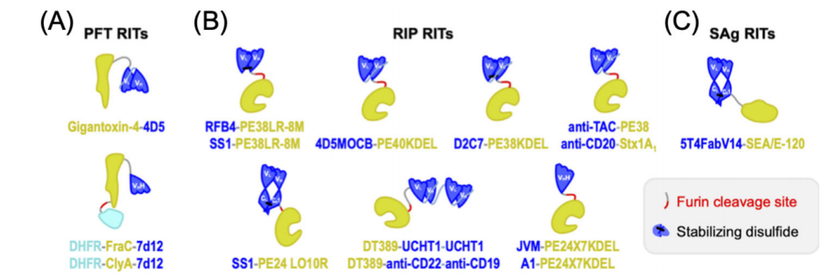 Engineered antibody fusion proteins for targeted disease therapy