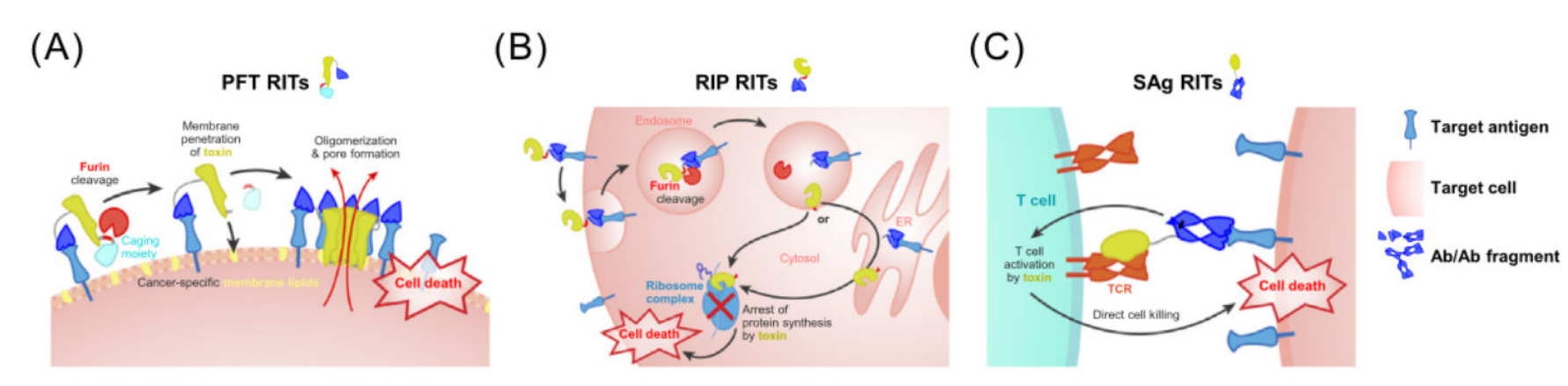 Engineered antibody fusion proteins for targeted disease therapy