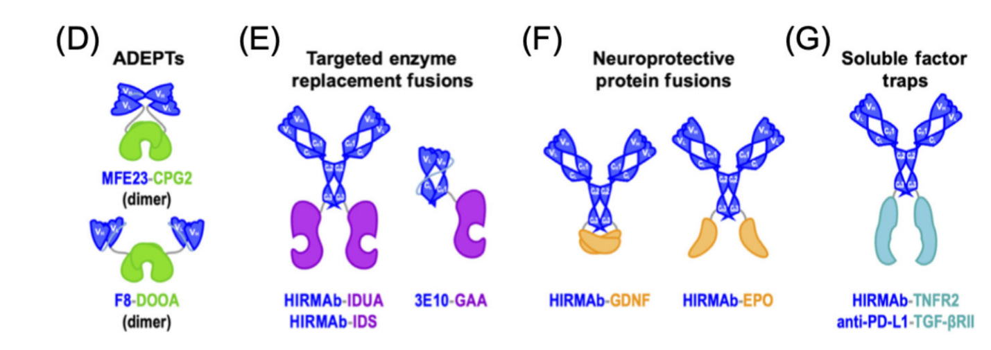Engineered antibody fusion proteins for targeted disease therapy