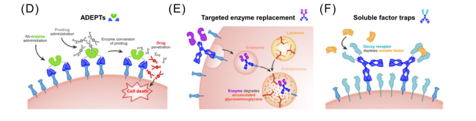 Engineered antibody fusion proteins for targeted disease therapy