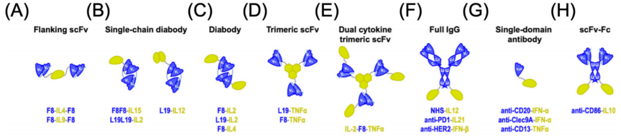 Engineered antibody fusion proteins for targeted disease therapy