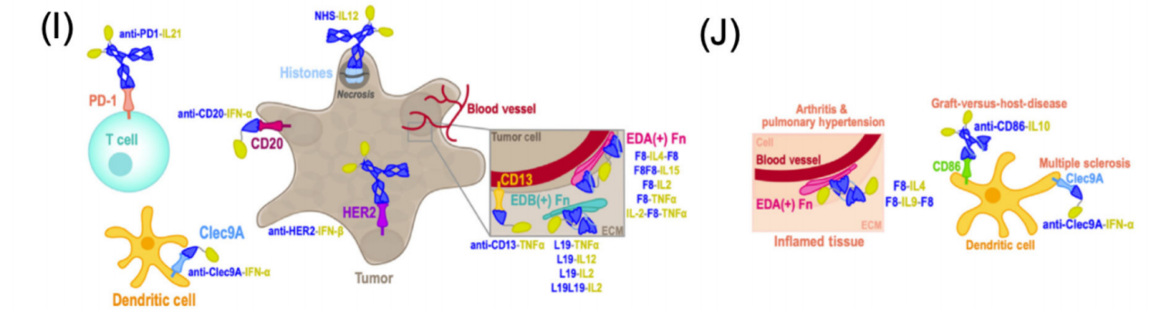 Engineered antibody fusion proteins for targeted disease therapy