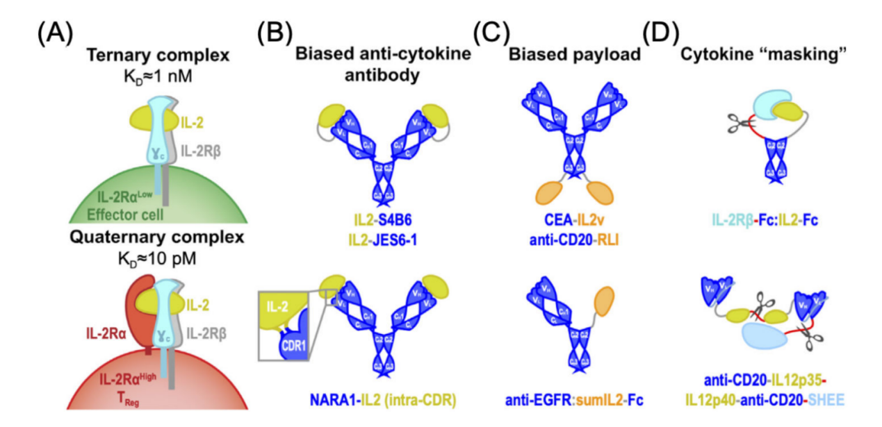 Engineered antibody fusion proteins for targeted disease therapy
