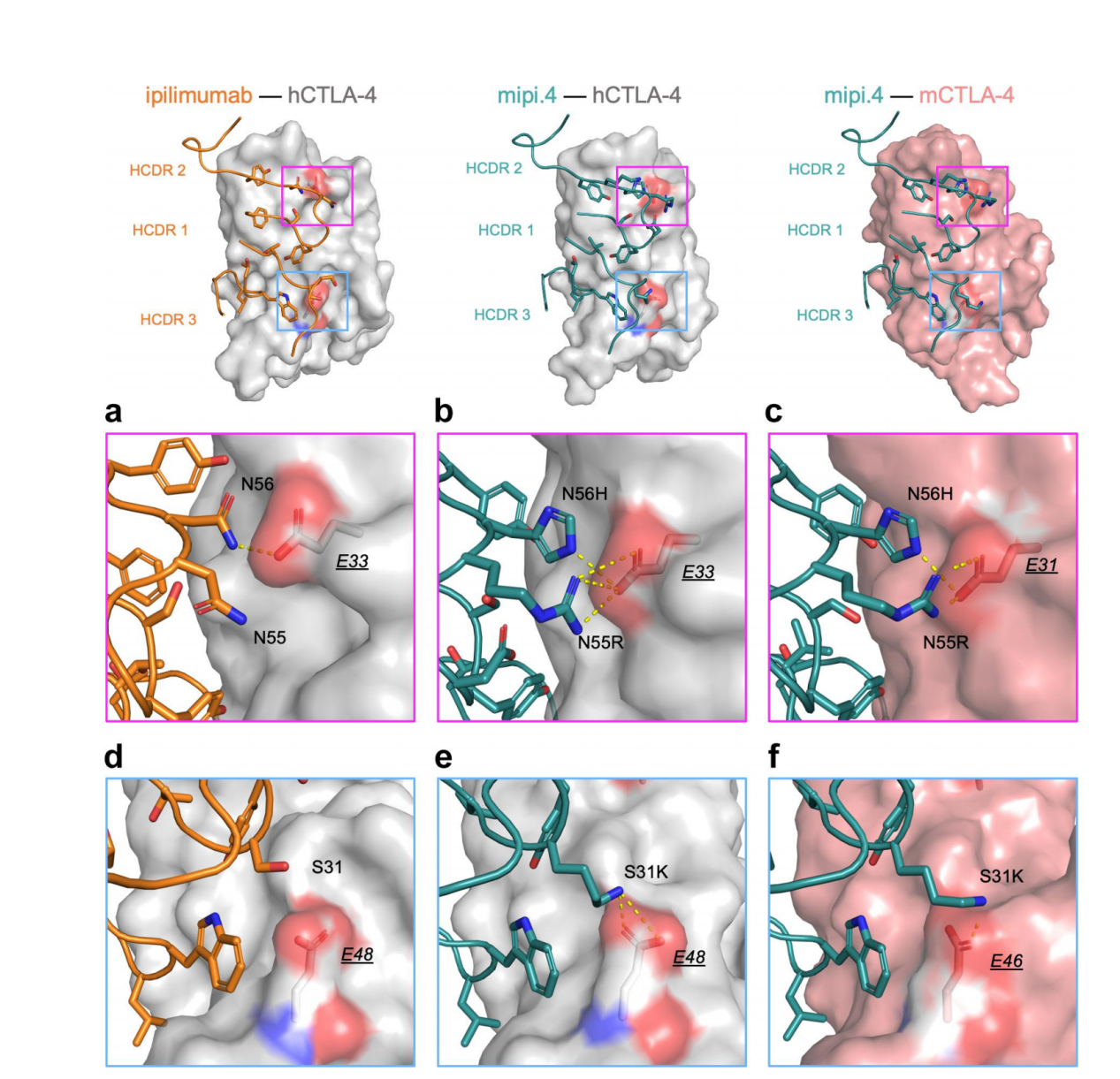 Engineered ipilimumab variants that bind human and mouse CTLA-4