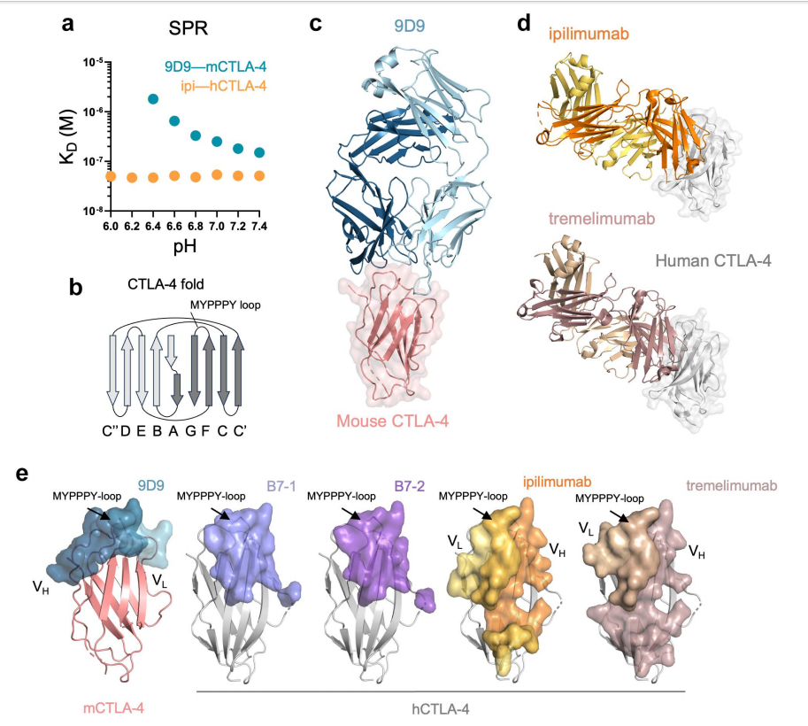 Engineered ipilimumab variants that bind human and mouse CTLA-4