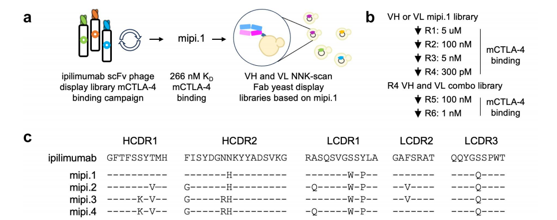 Engineered ipilimumab variants that bind human and mouse CTLA-4