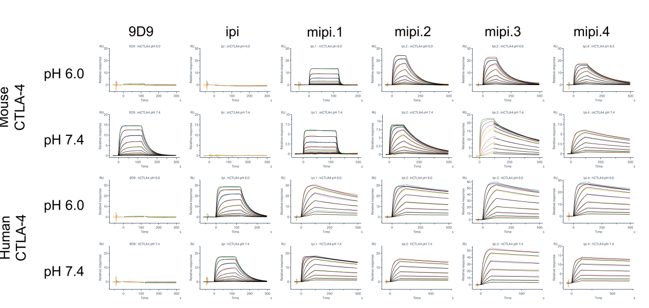Engineered ipilimumab variants that bind human and mouse CTLA-4