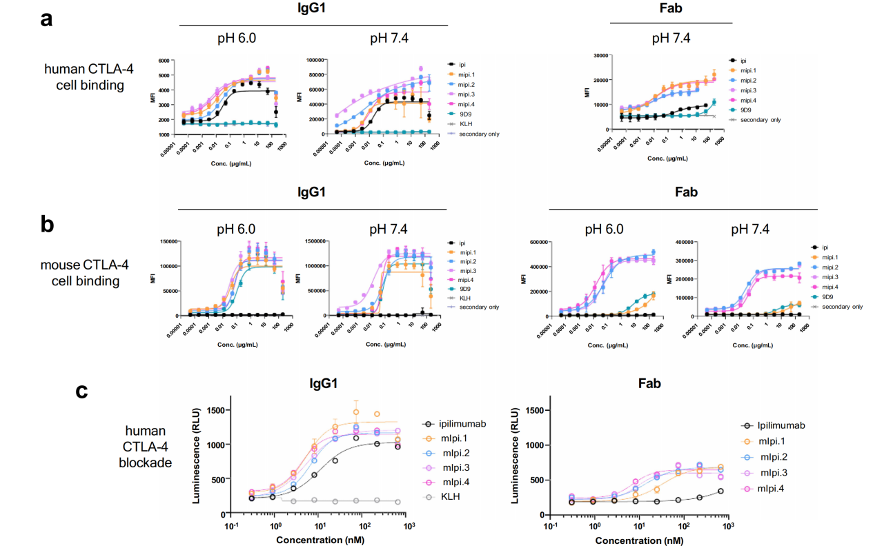 Engineered ipilimumab variants that bind human and mouse CTLA-4