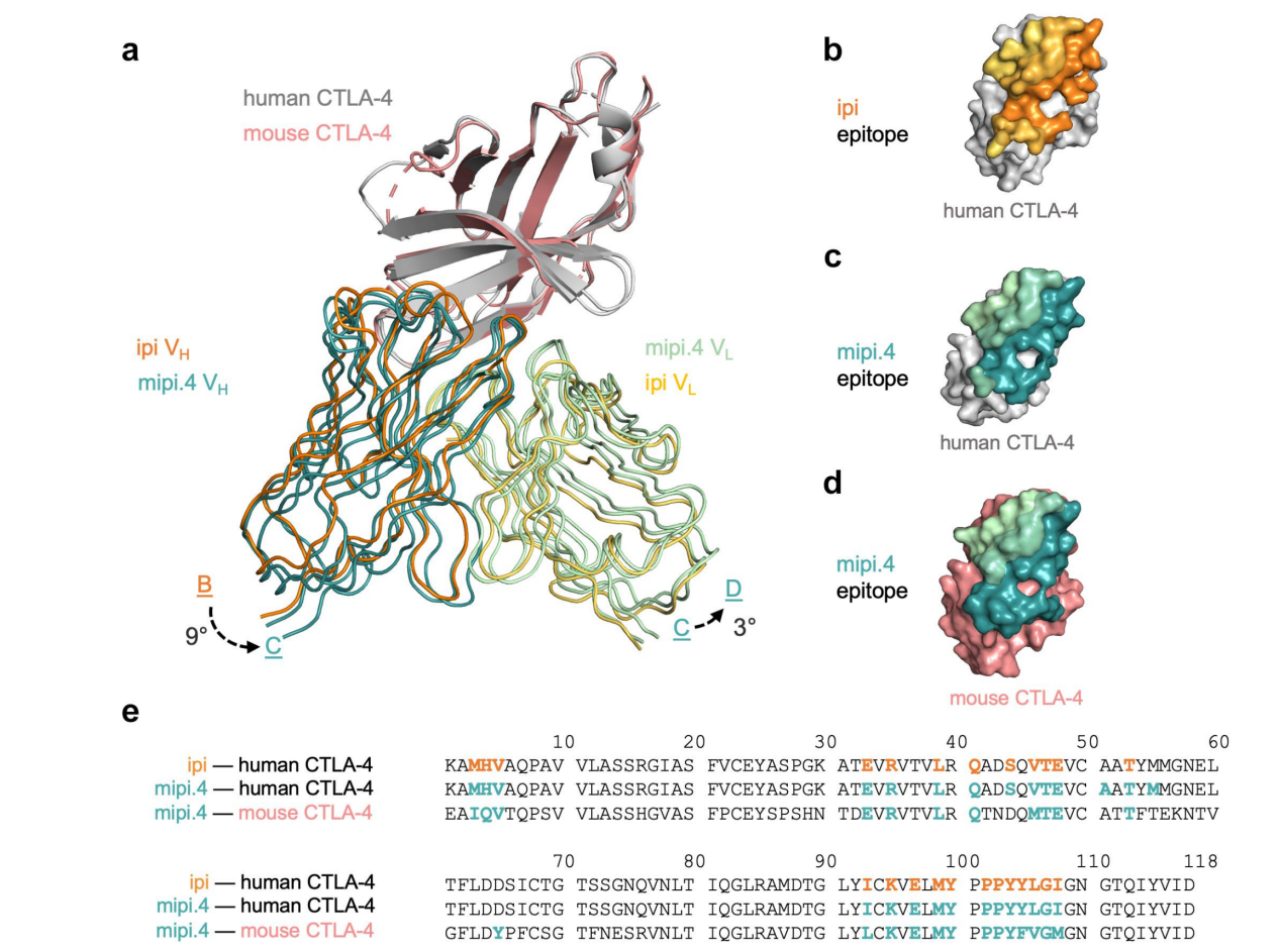 Engineered ipilimumab variants that bind human and mouse CTLA-4