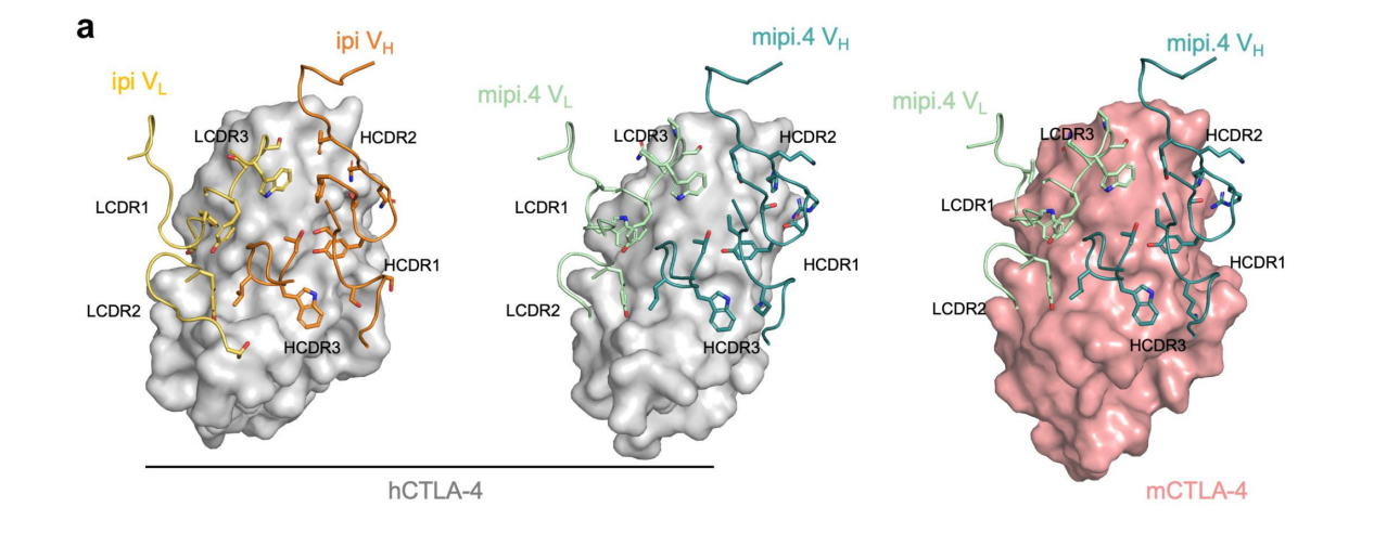 Engineered ipilimumab variants that bind human and mouse CTLA-4