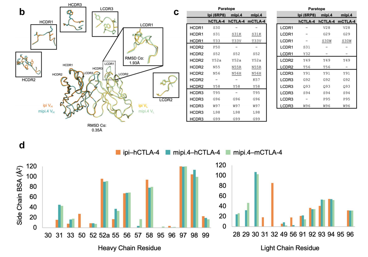 Engineered ipilimumab variants that bind human and mouse CTLA-4