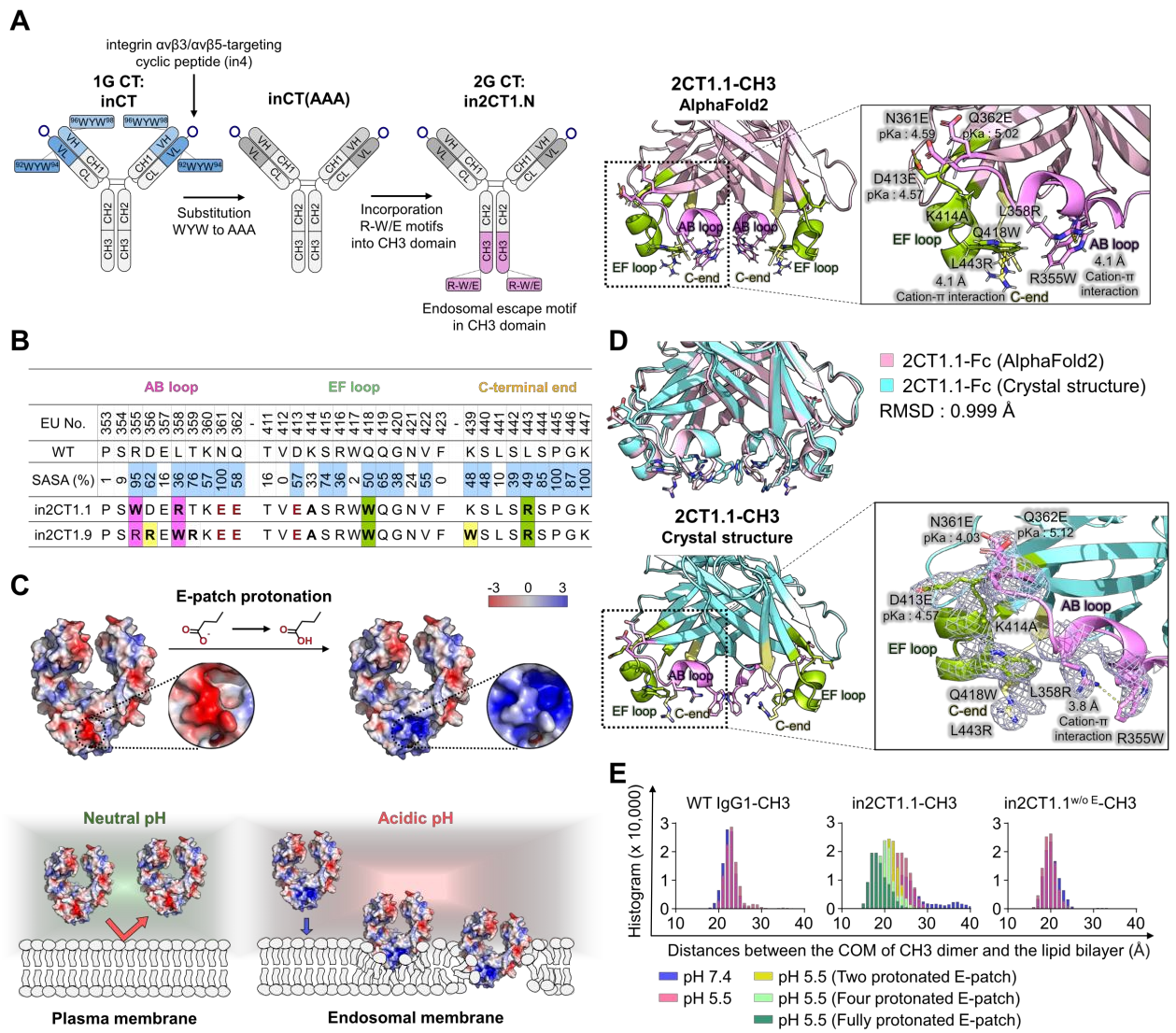 Engineering IgG antibodies for intracellular targeting and drug delivery