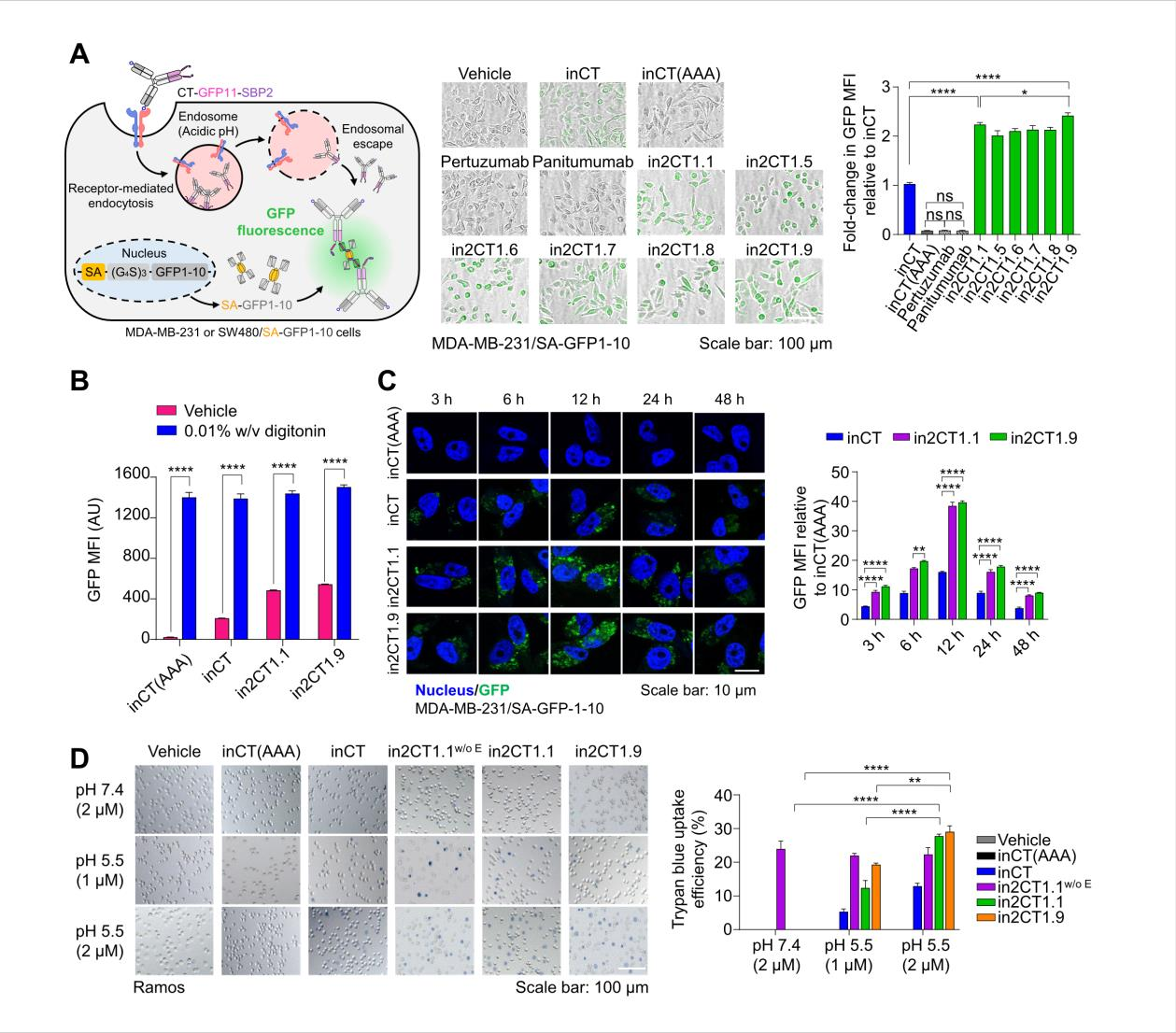 Engineering IgG antibodies for intracellular targeting and drug delivery