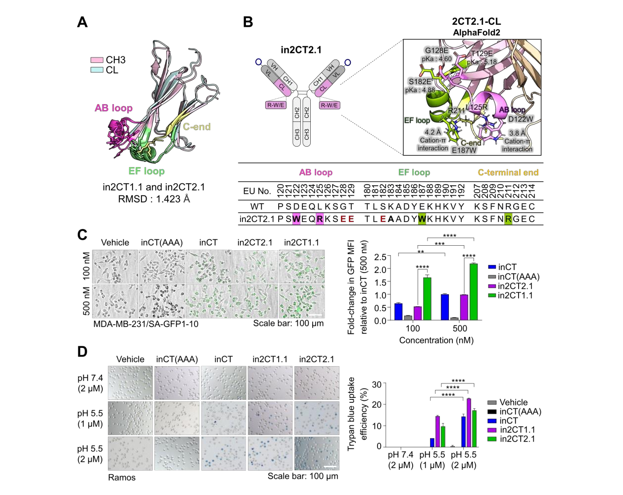 Engineering IgG antibodies for intracellular targeting and drug delivery