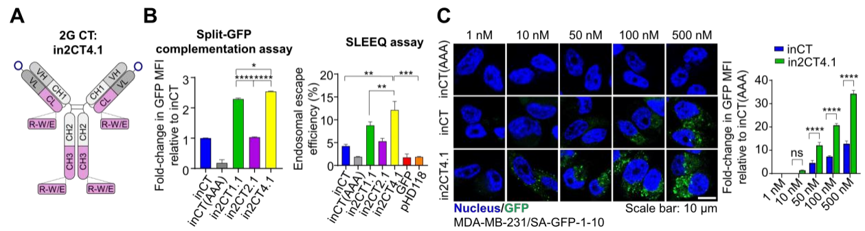 Engineering IgG antibodies for intracellular targeting and drug delivery