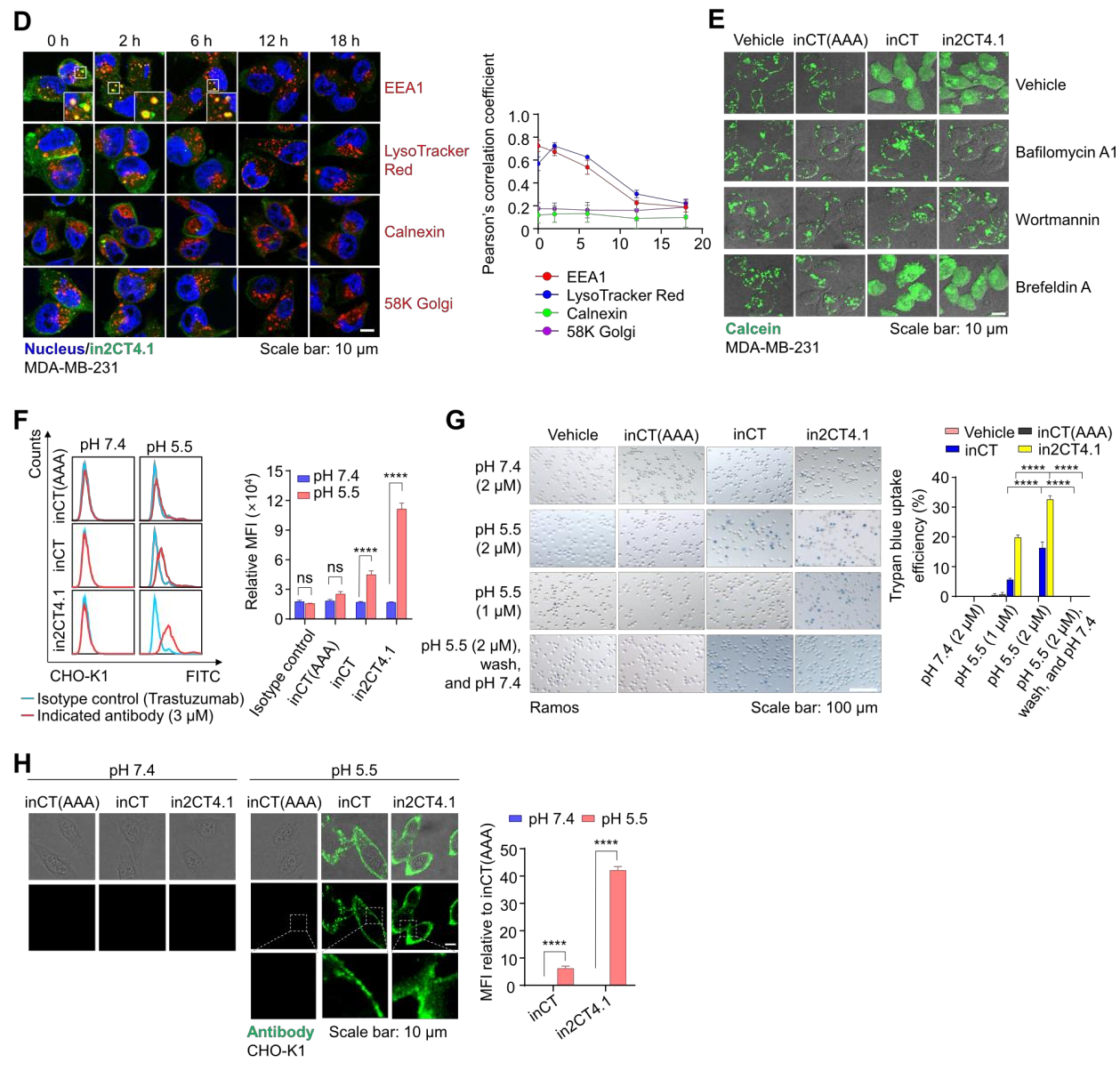 Engineering IgG antibodies for intracellular targeting and drug delivery