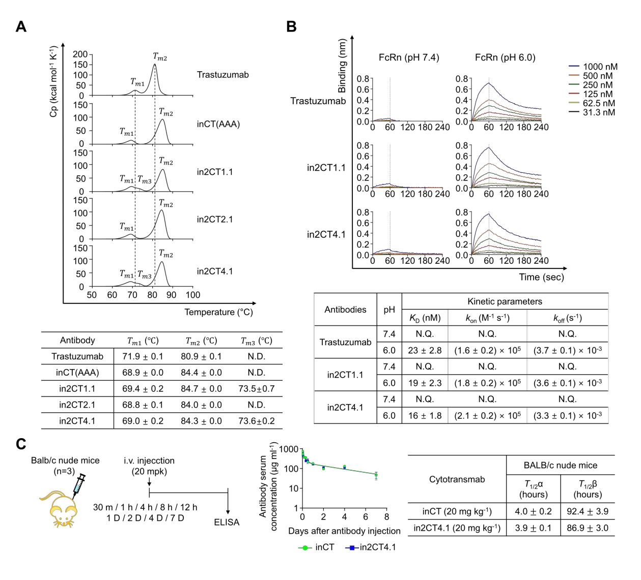 Engineering IgG antibodies for intracellular targeting and drug delivery